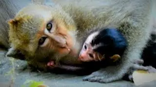 Congratulations, Dee Dee Million Change Character Go to Super Take Care her baby.