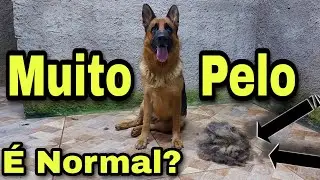 Porque meu cachorro está soltando muito Pelo, alguns cuidados Pastor Alemão, Canil Chapéu Branco