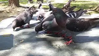 Feeding Pigeons at Lunch Time  | Pigeons Eating Chicken and Rice | Hungry Pigeons