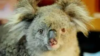 Sam the Koala is dead (update) by CubbyHouseFilms HD