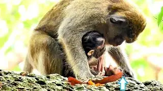 Million Pitiful, Calvin is beating up while other babies are warm nursing,Baby Calvin  hurt crying.