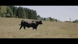 Beef and Farm Efficiency through Genetics and Nutrition