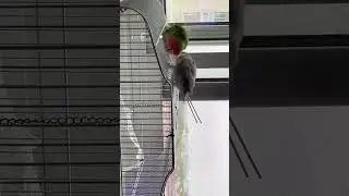 Cute Playful Birds Having Fun Together! 🐦❤️