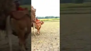 Heavy load bullock cart ride #cowcart #shorts