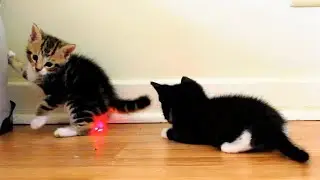 Tuxedo kittens playing and fighting!