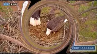 Introduction to Berry College Bald Eagles