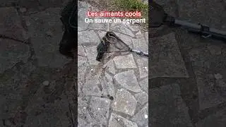 les aimants cools on sauve un serpent