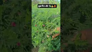 wait and watch 😎#farming #love #desiviilagelifetstyle #farmar #agriculture