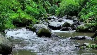 Let nature comfort you with calming river ambience in a misty forest to ease your tired thoughts