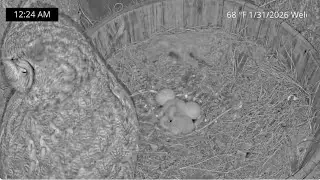 Puchacz wirginijski, Corona w Kaliforni - jest 2 maluszek🐥🐥🥚🥚 Owlvira  karmi, Hoots z 🐭 2026 01 31