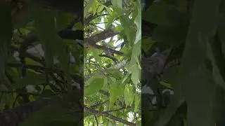 canto de paloma Torcaz