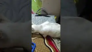 ну как Мюша??????!