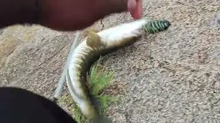   పెద్ద కొర్రమట్టా  షికారి 🎣 BIG size snake head fishing SOLO HUNTING | Solo Fishing Vlogs| |Telugu|