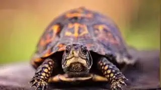 Turtle Rampage - TurtlesAreCool (Official Music Video)