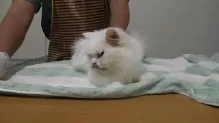 Paano gamutin ang Ear mites at Ringworm ng inyong pusa