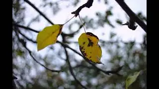 Canon EOS M Magic Lantern RAW | 3x3 - Open Gate - 14-bit | Quick Test | Sakar 28mm f/2.8