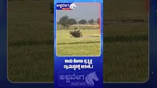 Wild Boar Spotted in Village | Panic Among Residents
