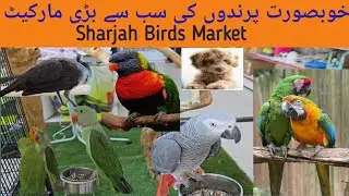 Sharjah Birds Market |Exotic Birds |Colorful Parrots And Pets |خوبصورت پرندوں کی سب سے بڑی مارکیٹ