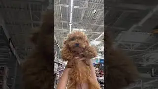Puppy In WALMART🤯 #cute #funny #dog #dogy #puppy #funnyanimals #adorable