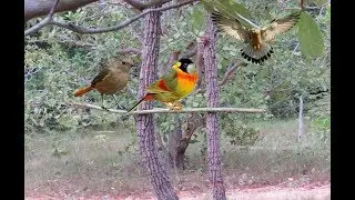 Awesome Quick Bird Trap Technology Using A Bamboo - How To Make Best Bird Trap Work 100%