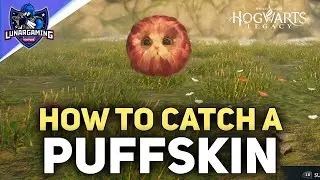How To Catch a Puffskein Location - Hogwarts Legacy