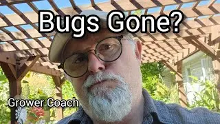 Low insect populations in 2023 