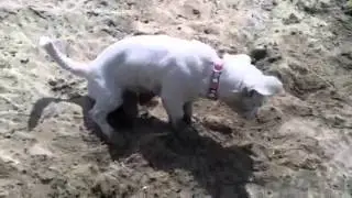 Puppy doing Pee on the Beach
