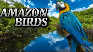 BIRDS OF THE AMAZON