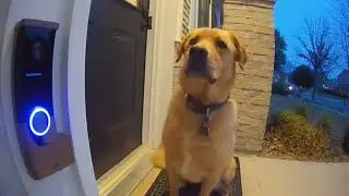 Lost Animal Rings Doorbell for Help  Dog sitting calmly after pressing bell  3