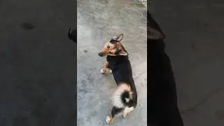 🐕 pet lovers 😺 #doglover #funny #comedy #pets #animals #animalfunnydubbing #reels #ytfunny