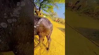 🐃🐃#गांव  baflo #attitude  #farming #automobile # #remix #song 🐼🐃🐃🐃🐃