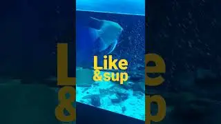 #aquarium #discusfish #pair #discus #fishcare #fishfeeding #saltwater #aquariumfish