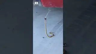 Baby eastern brown snake fighting red back spider under car in Australia | ABC Australia
