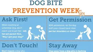 Advice for dogs bite injection  # Most Important Information about Rabies Injection|| Dog bite 