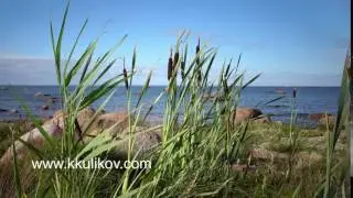 Rogoz Latin Typha a sort of plants of the Typhaceae family on the stony coast of the Gulf of Finland