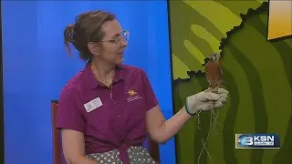 Wild Side: American kestrels are found in Kansas