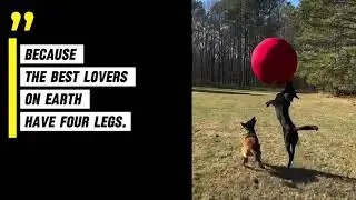 Valentine&rsquo;s Day 20% OFF / Malinois Approved 🐕🔥 | CollieBall Herding Ball for Dogs