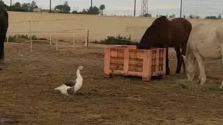 Our new resident is a goose - Easy Horse Care Rescue Centre