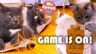 Our Cats Play The Tower Game Or Jenga And Fight Over It 😄