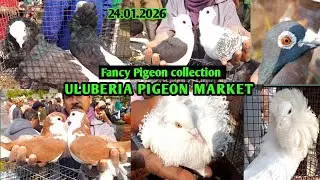 Recent Pigeon price update at Uluberia Pigeon market on 24.01.26 #fancypigeon #flypigeon