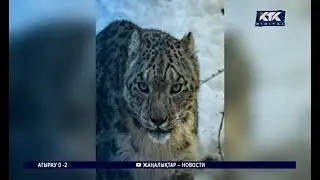 Папарацци помешали снежному барсу, оказавшемуся с добычей близ проезжей части