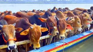 cow unloading, cow videos, cow video, animal, big cow, goru hamba cow, Ep- 337