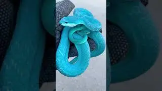Amazing blue snake's | #beautifulsnake