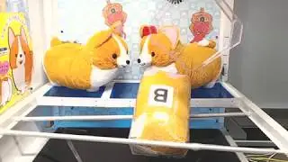 TorebaGuru - Ichini the Corgy Big B