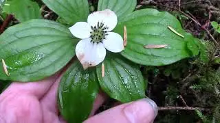 Bunchberry (Cornus canadensis)