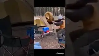 Lion 🦁 Dog 🐶 Prank 😂!  People Run in Fear When They See Him Coming #funny #lion #trending #shorts