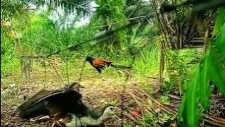 &ldquo;Crazy Bird Movement in the Jungle &ndash; Never Seen Before!&rdquo;