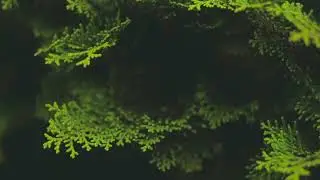Bangla Copyright Free Song | No Copyright Audio