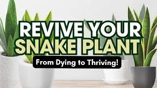 How to Revive a Dying Snake Plant FAST | Sansevieria Rescue Guide