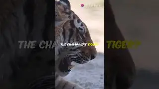 The Terrifying Tale Of Champawat Tiger! 🐯 #viralshort #trending #deadlyanimals
